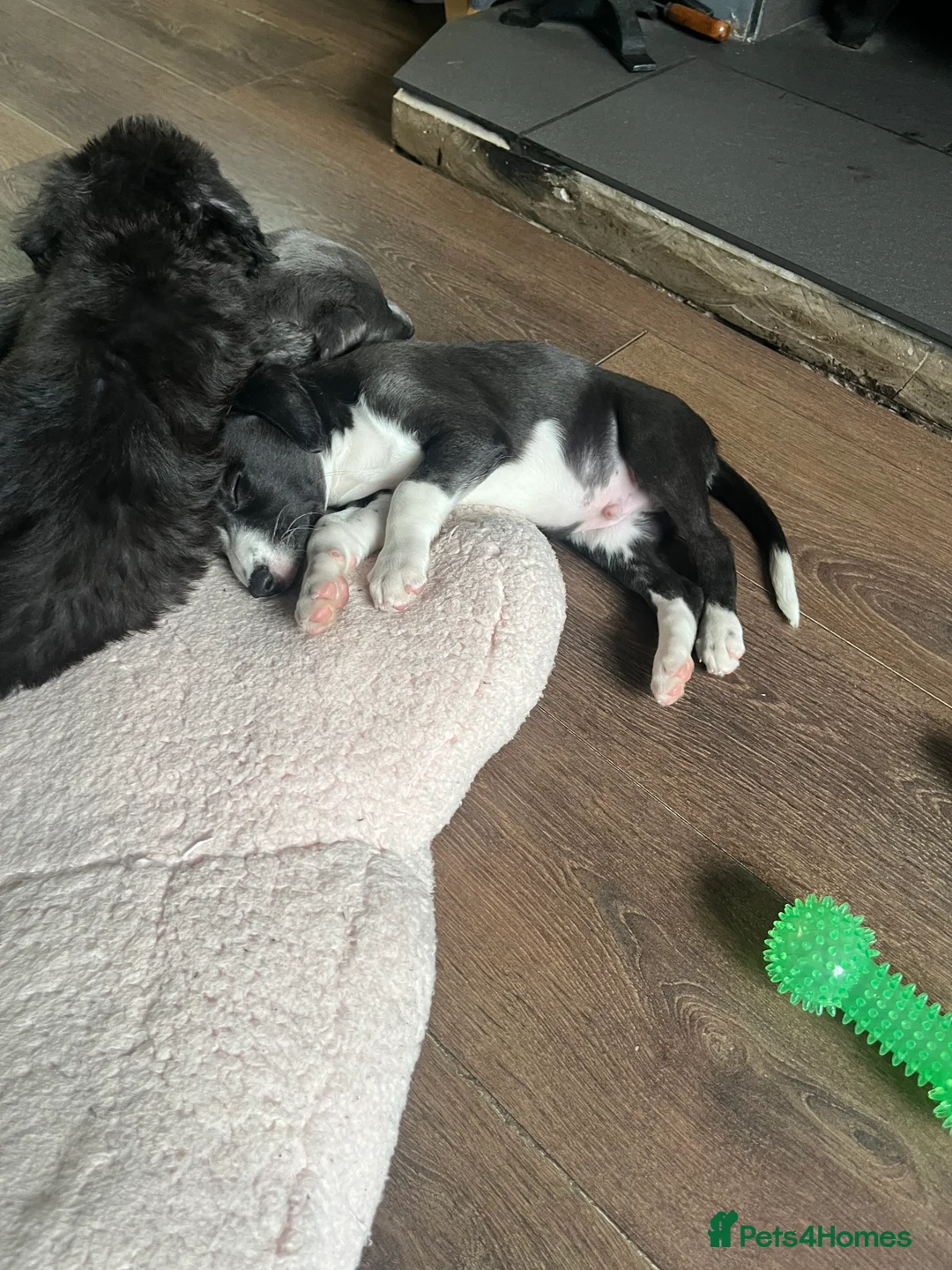 Lurcher dogs for sale: Bedlington Whippet pups for sale - Advert 11