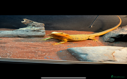 Bearded Dragon reptiles for sale: Baby bearded dragons 6 weeks old - Image 7