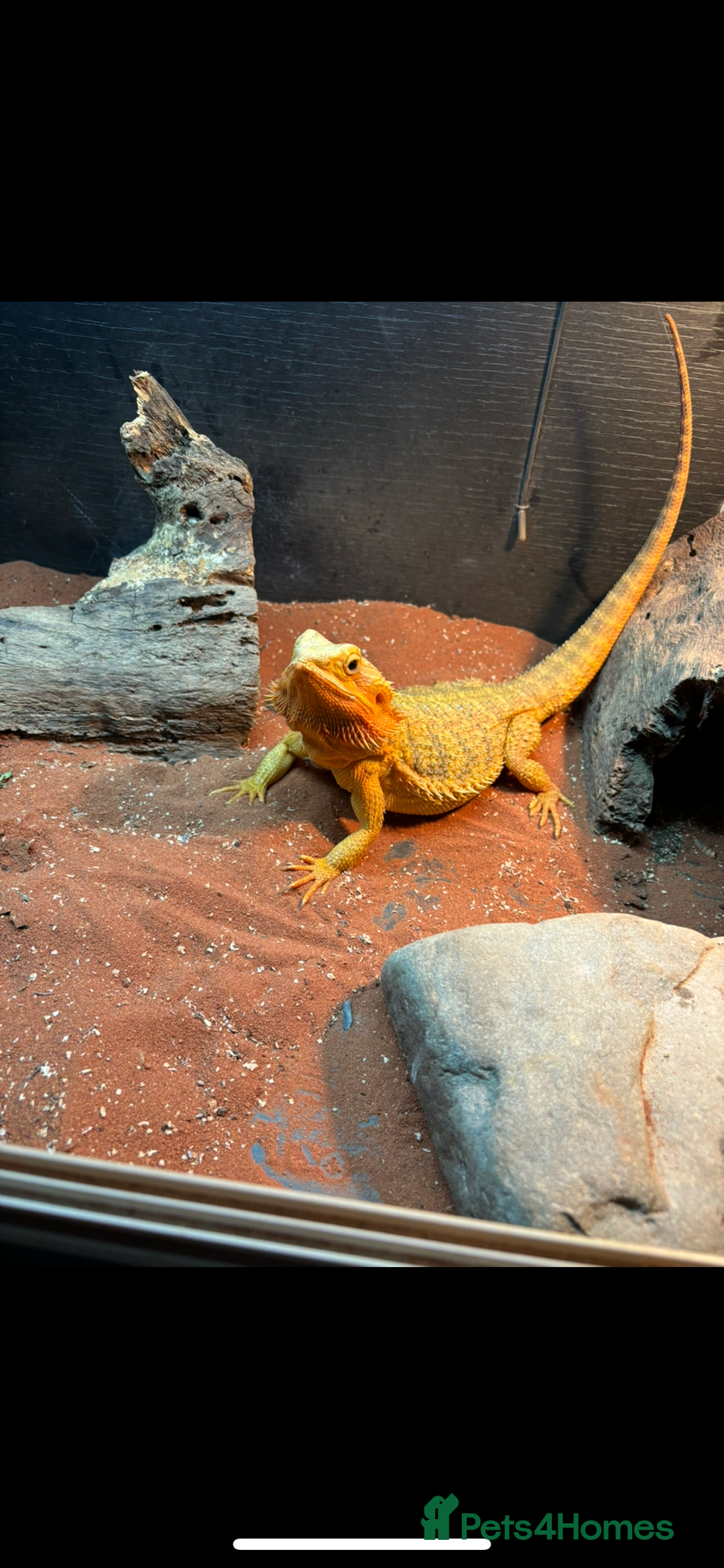 Bearded Dragon reptiles for sale: Baby bearded dragons 6 weeks old - Image 7