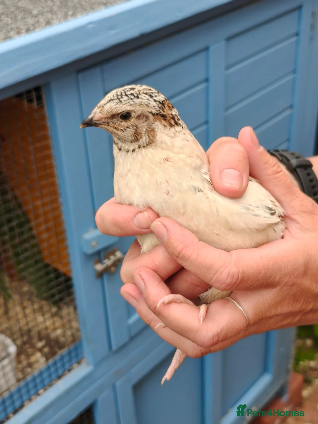 Quail poultry for sale: Free quail males. - Advert 7
