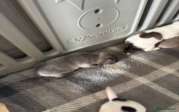 Mixed Breed dogs for sale: French Bull Jacks x 5 (All male)  - Image 14