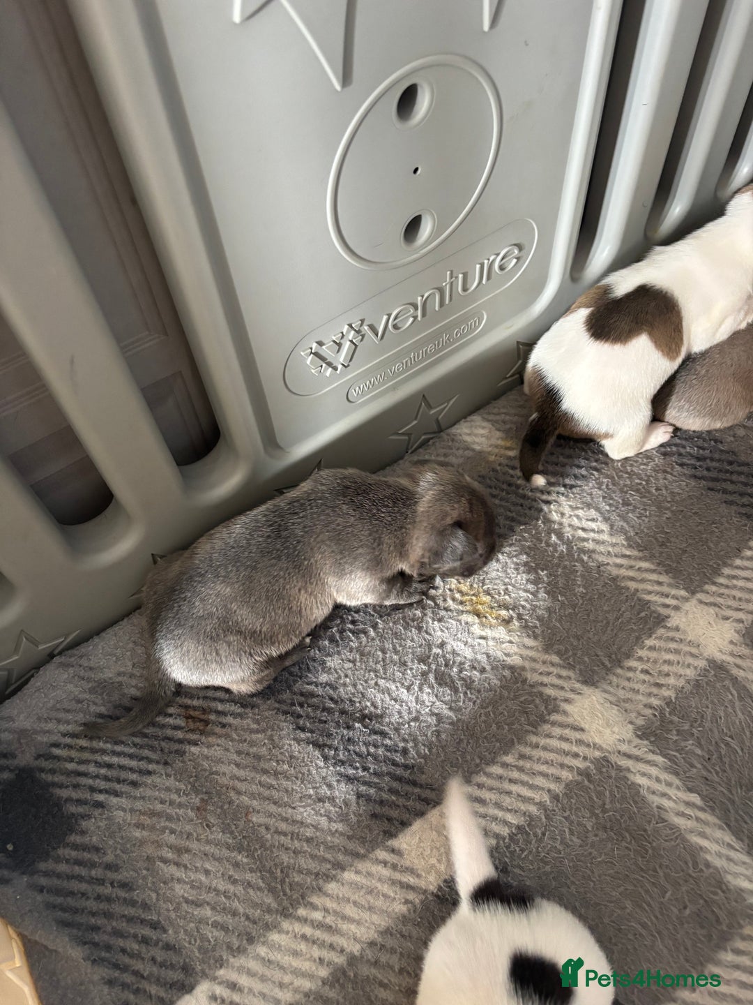 Mixed Breed dogs for sale: French Bull Jacks x 5 (All male)  - Image 14