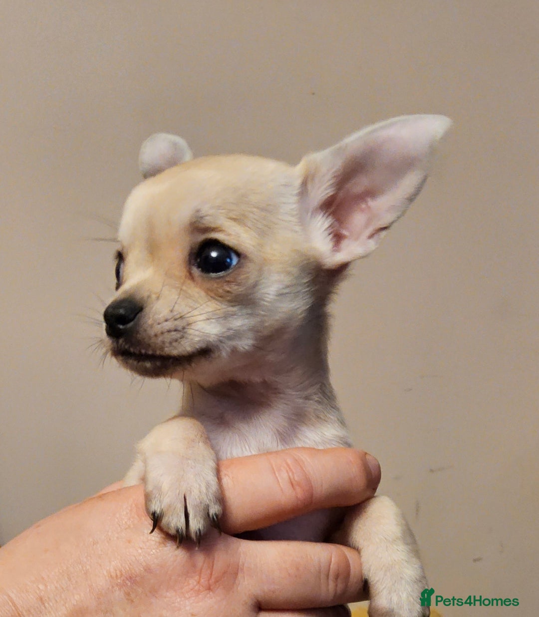 Chihuahua dogs for sale: Chihuahua puppies - Advert 2