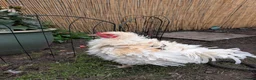 Chickens poultry for sale: Roosters need good home  - Advert 3