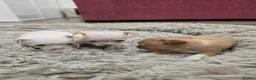 Chihuahua dogs for sale: Lovely Chihuahua Puppies - Advert 4