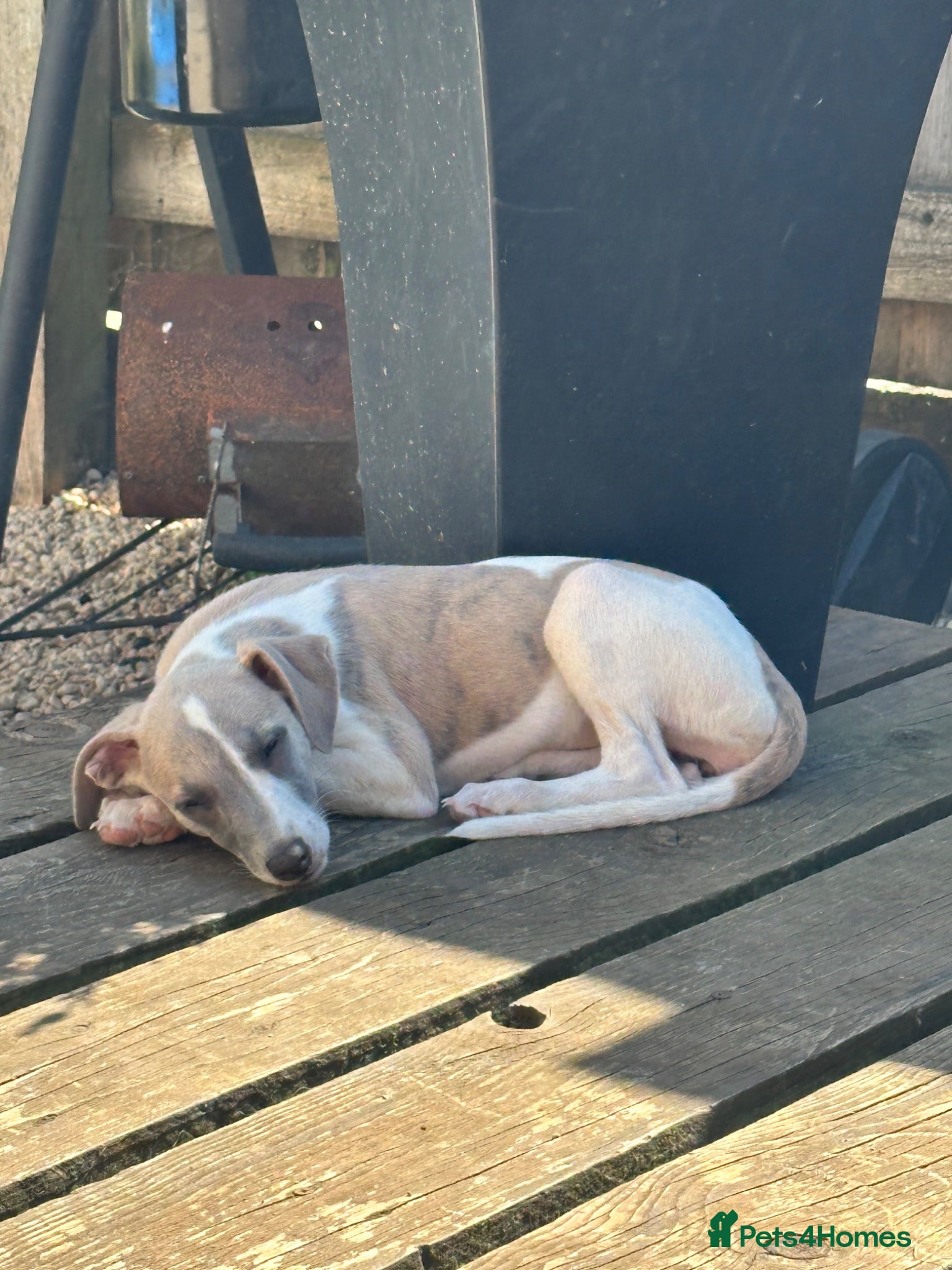 Whippet dogs KC registered girl whippet puppy - Advert 2