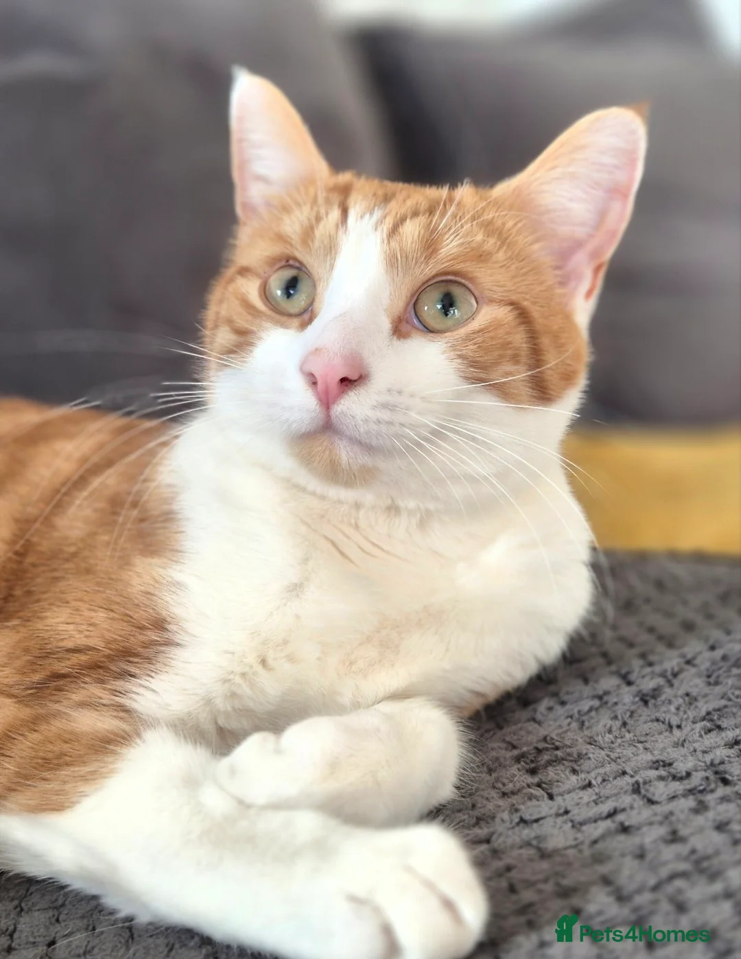 Mixed Breed cats for sale: Sweet ginger/white boy looking for a forever home - Advert 2