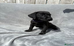 Labrador Retriever dogs for sale: Ready to leave now KC Labrador puppies  - Image 4