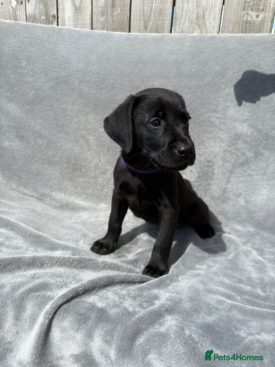 Labrador Retriever dogs for sale: Ready to leave now KC Labrador puppies  - Image 4
