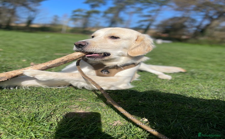 Golden Retriever dogs - Advert 2
