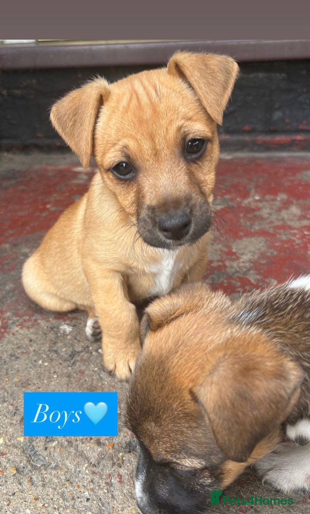 Jack Russell dogs for sale: Jack Russell puppies 2 girls left!!! in Aldershot - Image 7