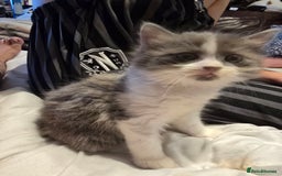 European cats for sale: Beautiful kittens  - Image 5
