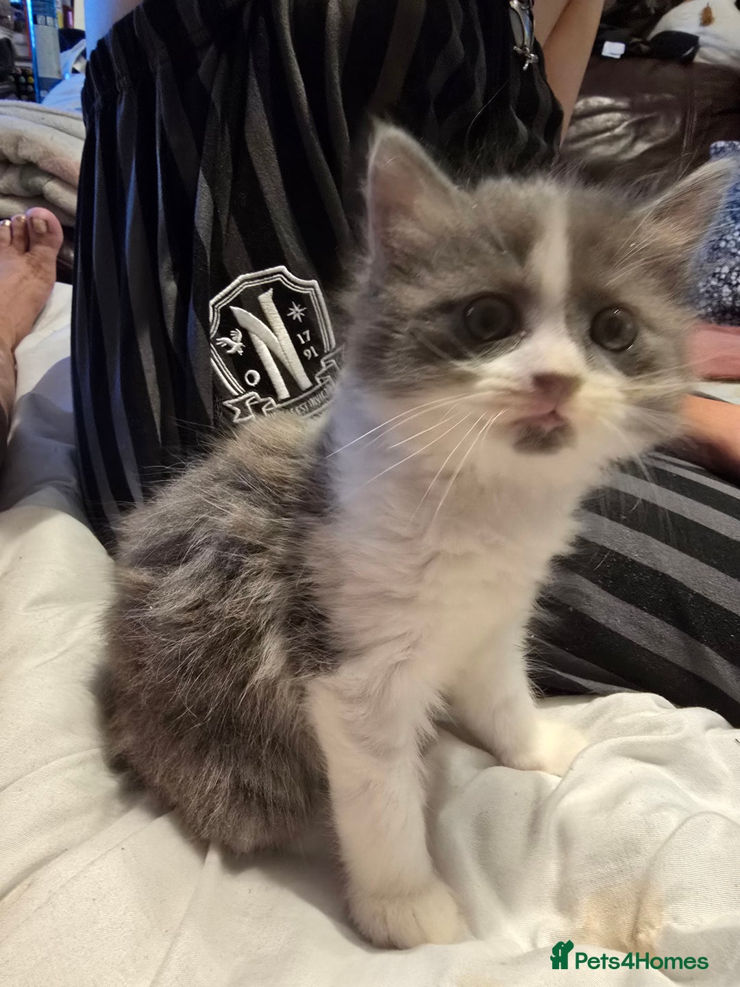 European cats for sale: Beautiful kittens  - Image 5