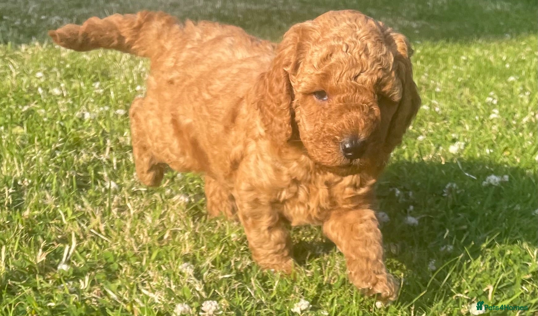 Miniature Poodle dogs KC Registered & Health checked Min. Poodle Puppies - Advert 1