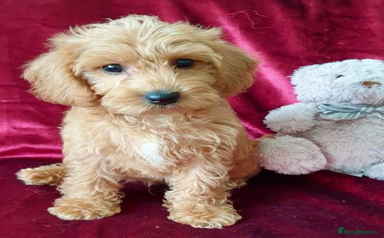 Maltipoo dogs - Advert 12