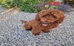 Miniature Poodle dogs for stud: Available for stud duties in Sheffield - Image 5