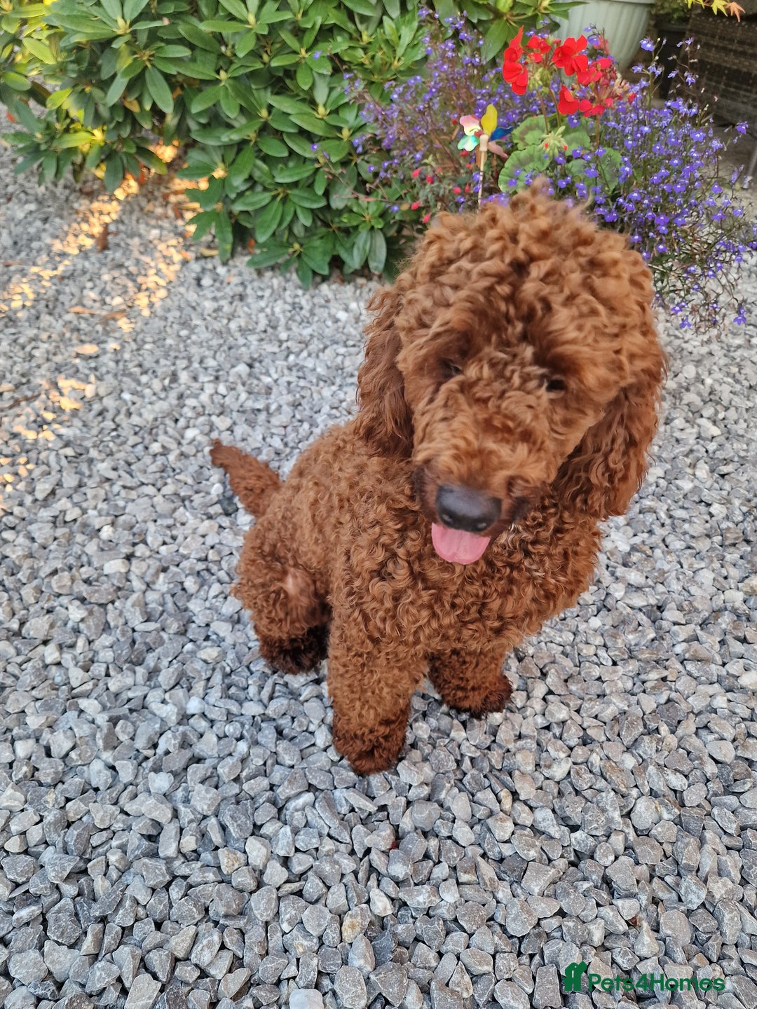 Miniature Poodle dogs for stud: Available for stud duties in Sheffield - Image 5