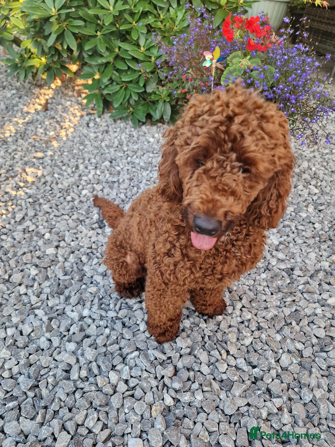 Miniature Poodle dogs for stud: Available for stud duties in Sheffield - Advert 5