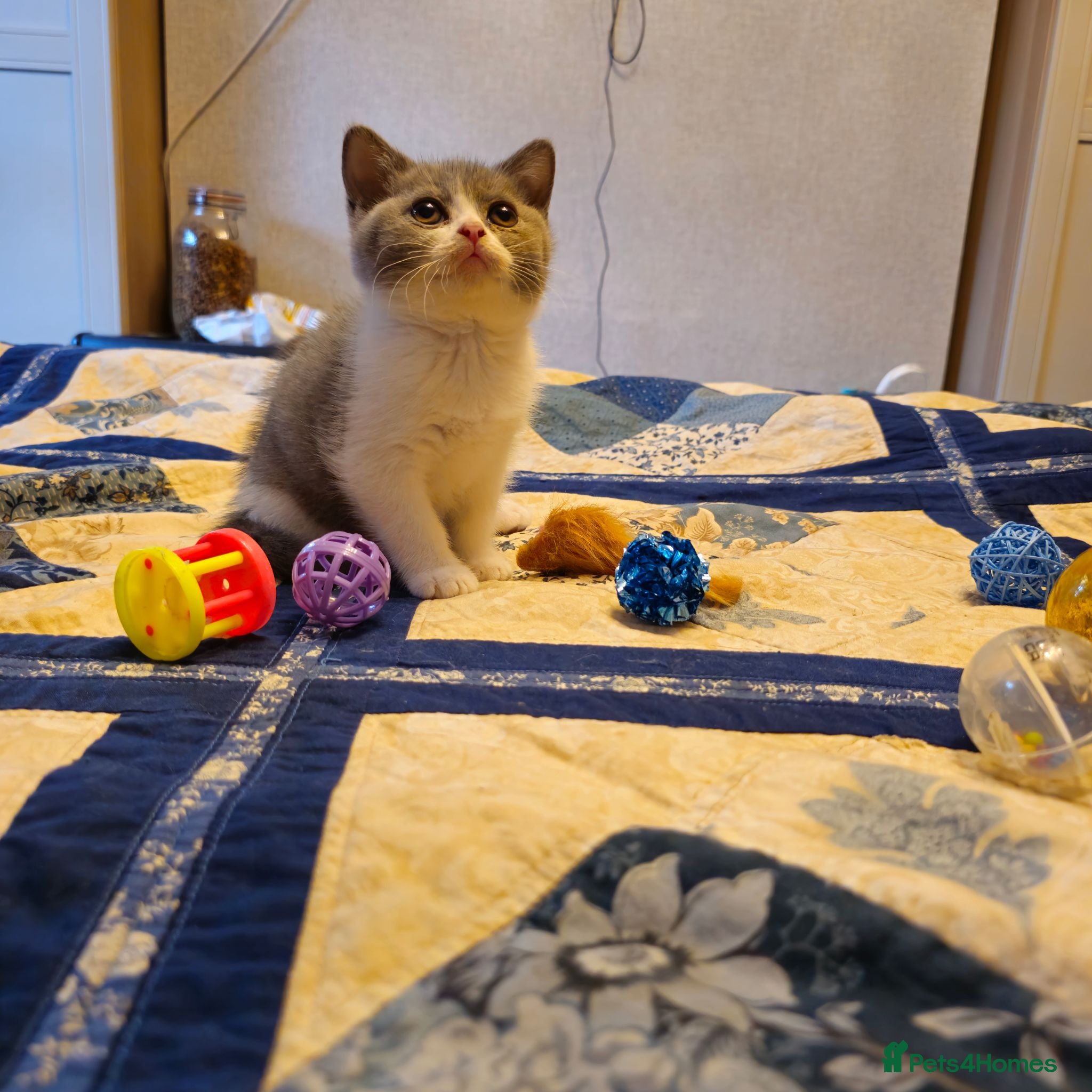 British Shorthair cats Kittens - Advert 11