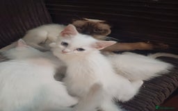 Mixed Breed cats for sale: White ragdoll x turkish angora kittens - Image 4