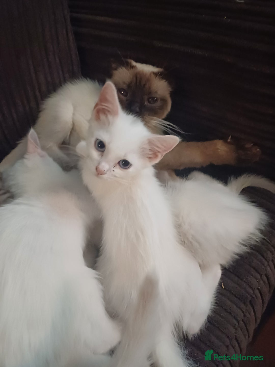 Mixed Breed cats for sale: White ragdoll x turkish angora kittens - Image 4