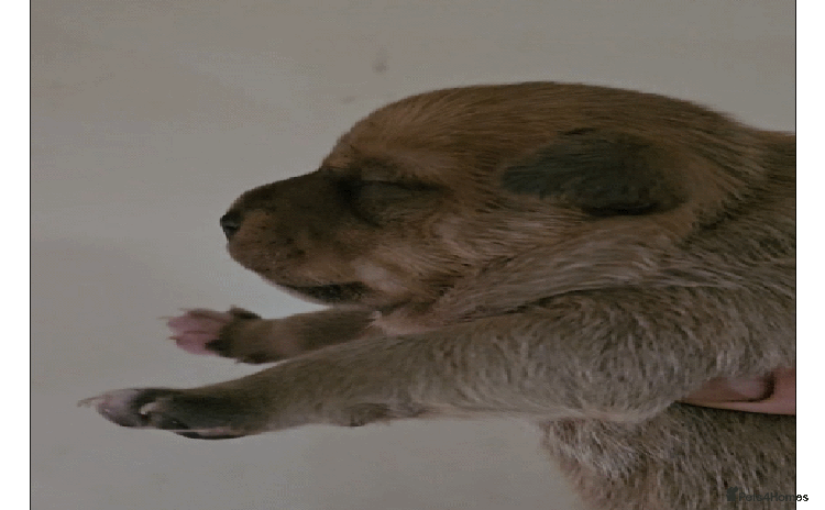 Staffordshire Bull Terrier dogs 🥨Brindle and Red Perfection girls await.🥨 - Advert 7