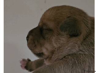 Staffordshire Bull Terrier dogs 🥨Brindle and Red Perfection girls await.🥨 - Advert 5