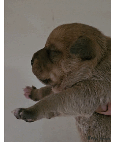 Staffordshire Bull Terrier dogs 🥨Brindle and Red Perfection girls await.🥨 - Advert 7