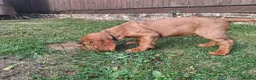 Cocker Spaniel dogs for sale: KC REG RED WORKING COCKER SPANIEL - Advert 12