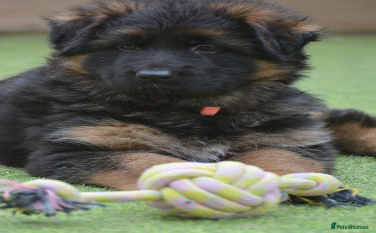 German Shepherd dogs - Advert 12