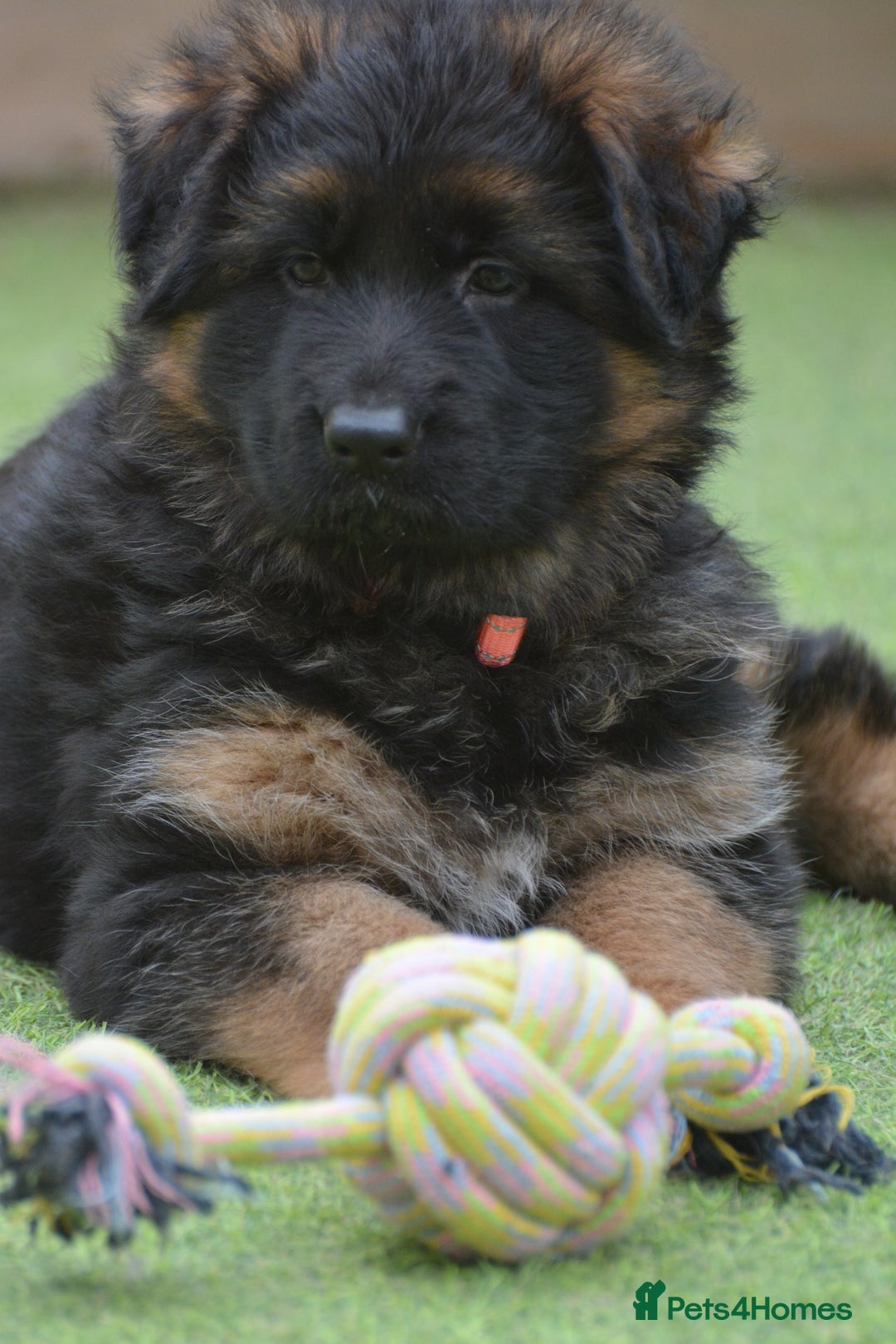 German Shepherd dogs for sale: Long Coat, Health tested, DM clear, GSD pups - Image 12
