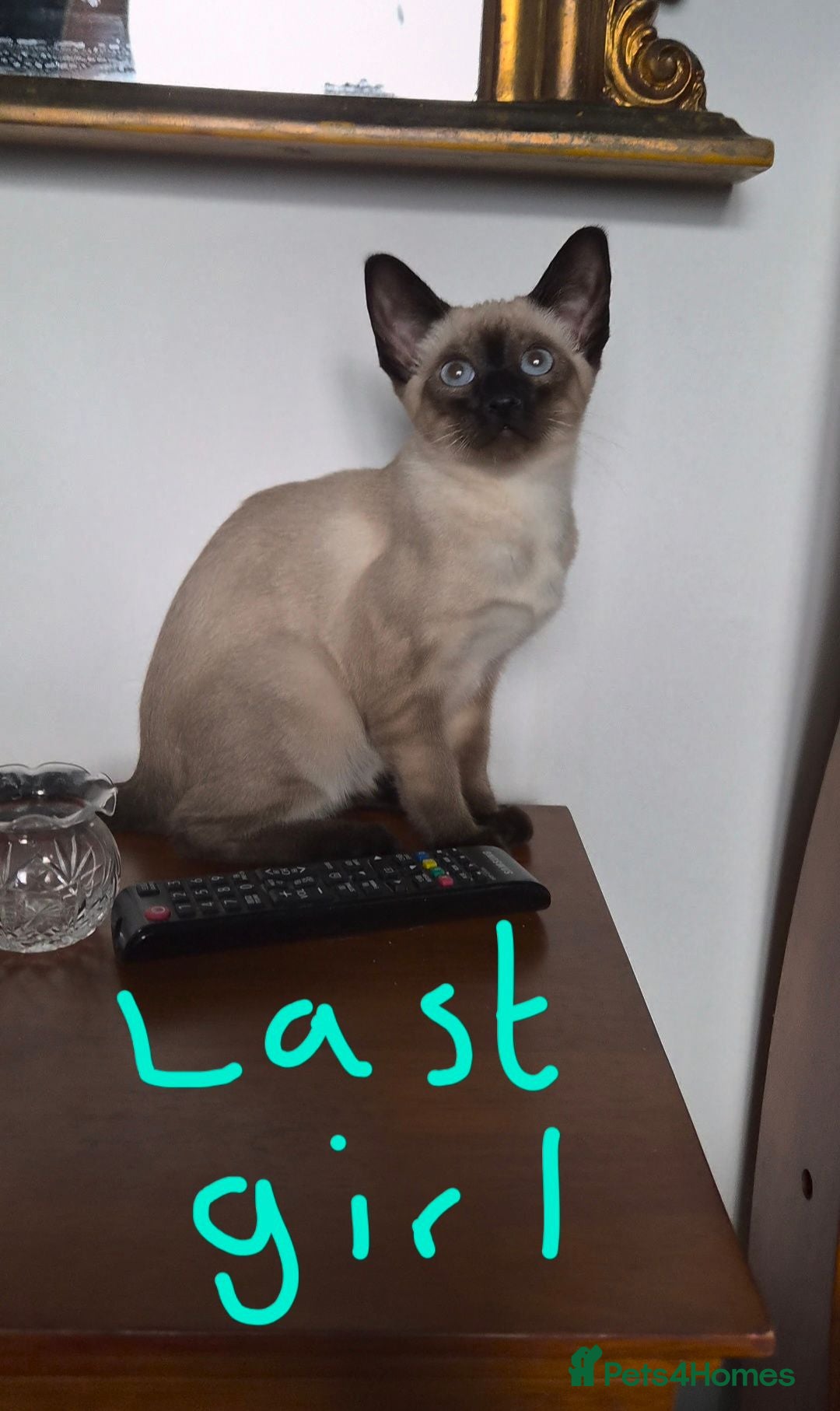 Siamese cats The Best Traditional Siamese Kittens - Advert 2