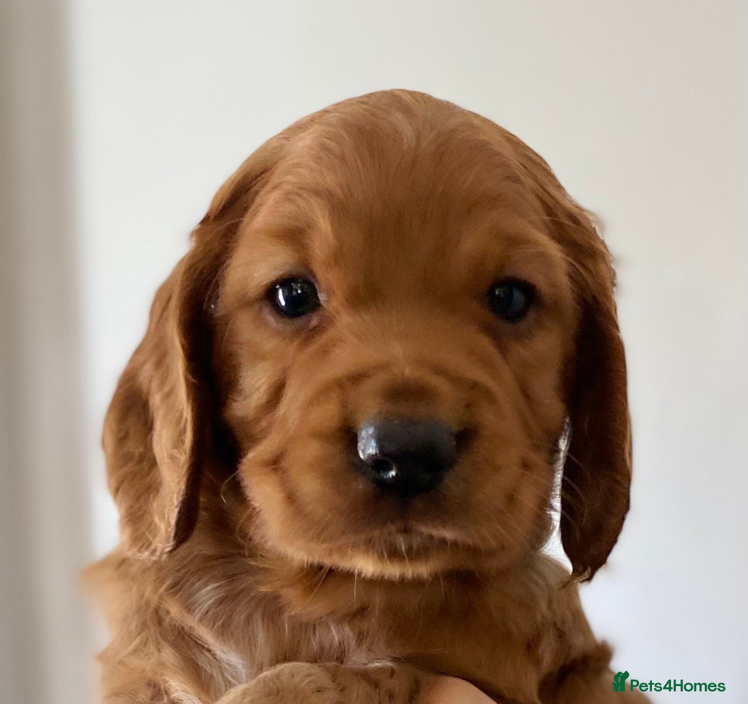 Cocker Spaniel dogs STUNNING WORKING COCKER SPANIEL PUPS  - Advert 1