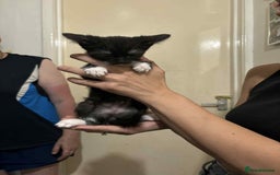 Mixed Breed cats for sale:  ****** ready to go - Image 3
