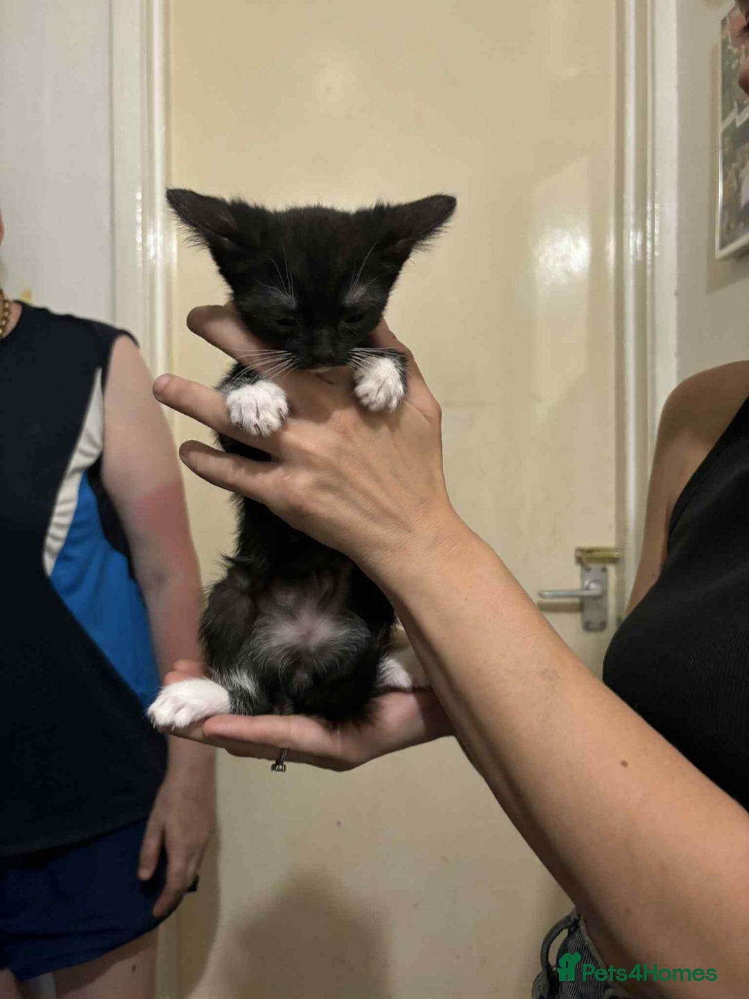 Mixed Breed cats for sale:  ****** ready to go - Image 3