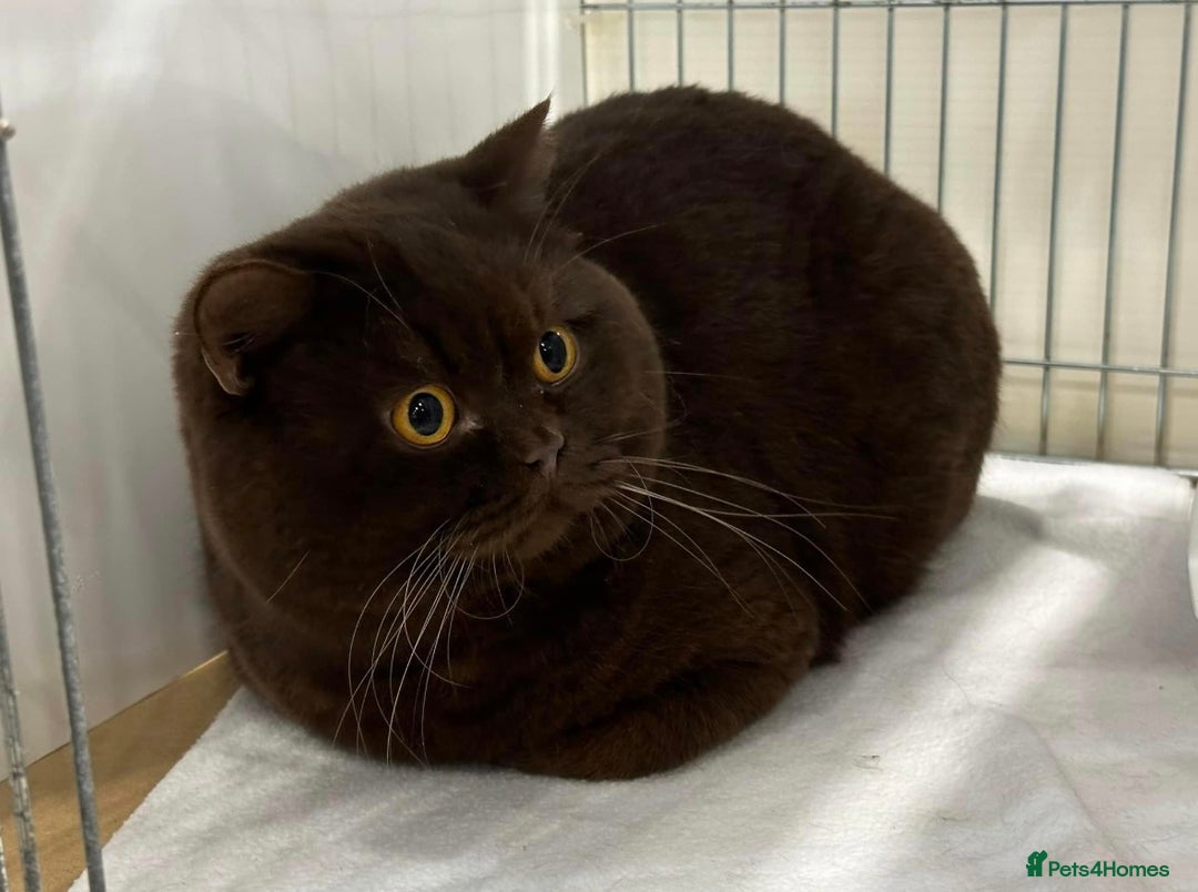 British Shorthair cats for sale: Gorgeous Quality British Kittens - Advert 25