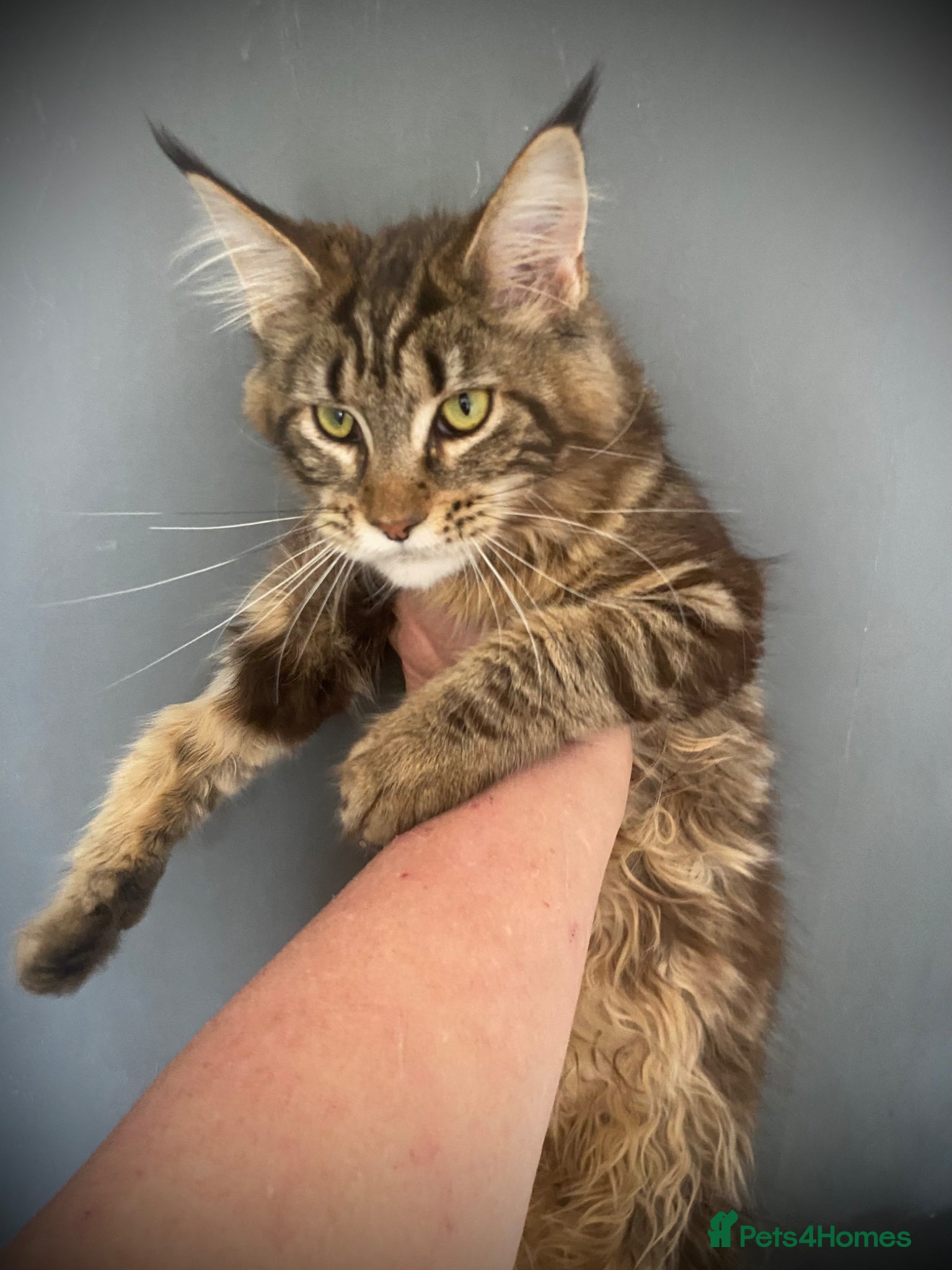 Maine Coon cats Maine Coon TICA Active 7 month female  - Advert 1