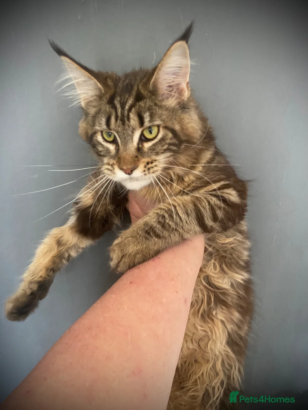 Maine Coon cats for sale: Maine Coon TICA Active 7 month female  - Advert 1