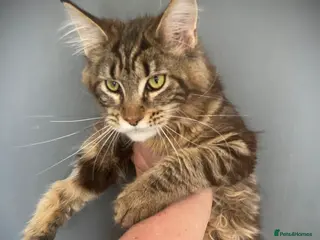 Maine Coon cats for sale: Maine Coon TICA Active 7 month female - Advert 1