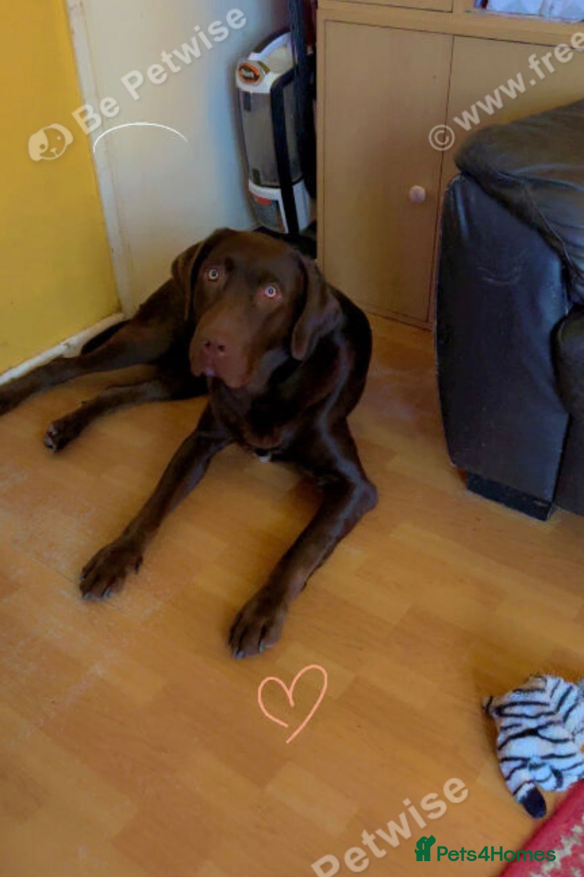 Labrador Retriever dogs Chocolate Labrador aged 2 - Advert 1