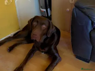 Labrador Retriever dogs Chocolate Labrador aged 2 - Advert 1