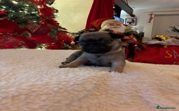 Pug dogs for sale: Pug puppies - Advert 25