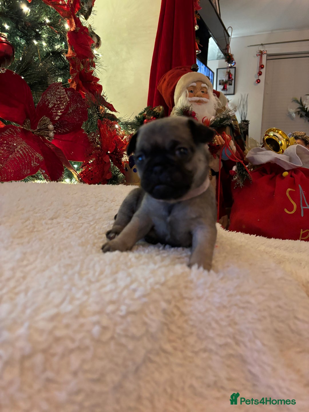 Pug dogs for sale: Pug puppies - Advert 25