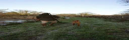 Labrador Retriever dogs for stud: PROVEN KC Fox Red Health Tested Labrador Stud Dog - Advert 2