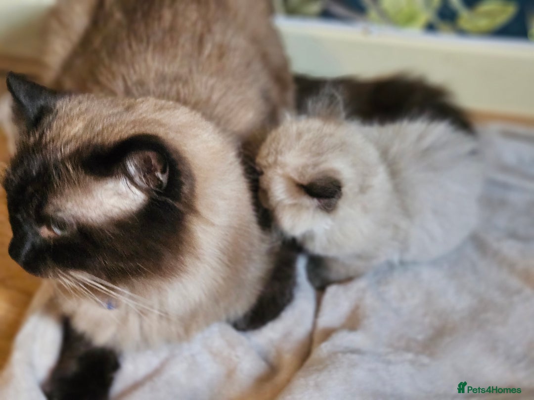 Ragdoll cats for sale: Ragdoll kittens  - Image 7