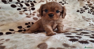 Cavalier King Charles Spaniel dogs - Advert 14