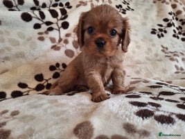 Cavalier King Charles Spaniel dogs - Advert 4