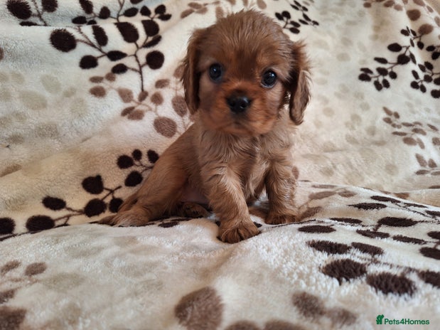 Cavalier King Charles Spaniel dogs - Advert 2