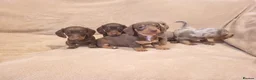 Miniature Dachshund dogs for sale: 5 miniature dachshund puppies in Norwich - Advert 2