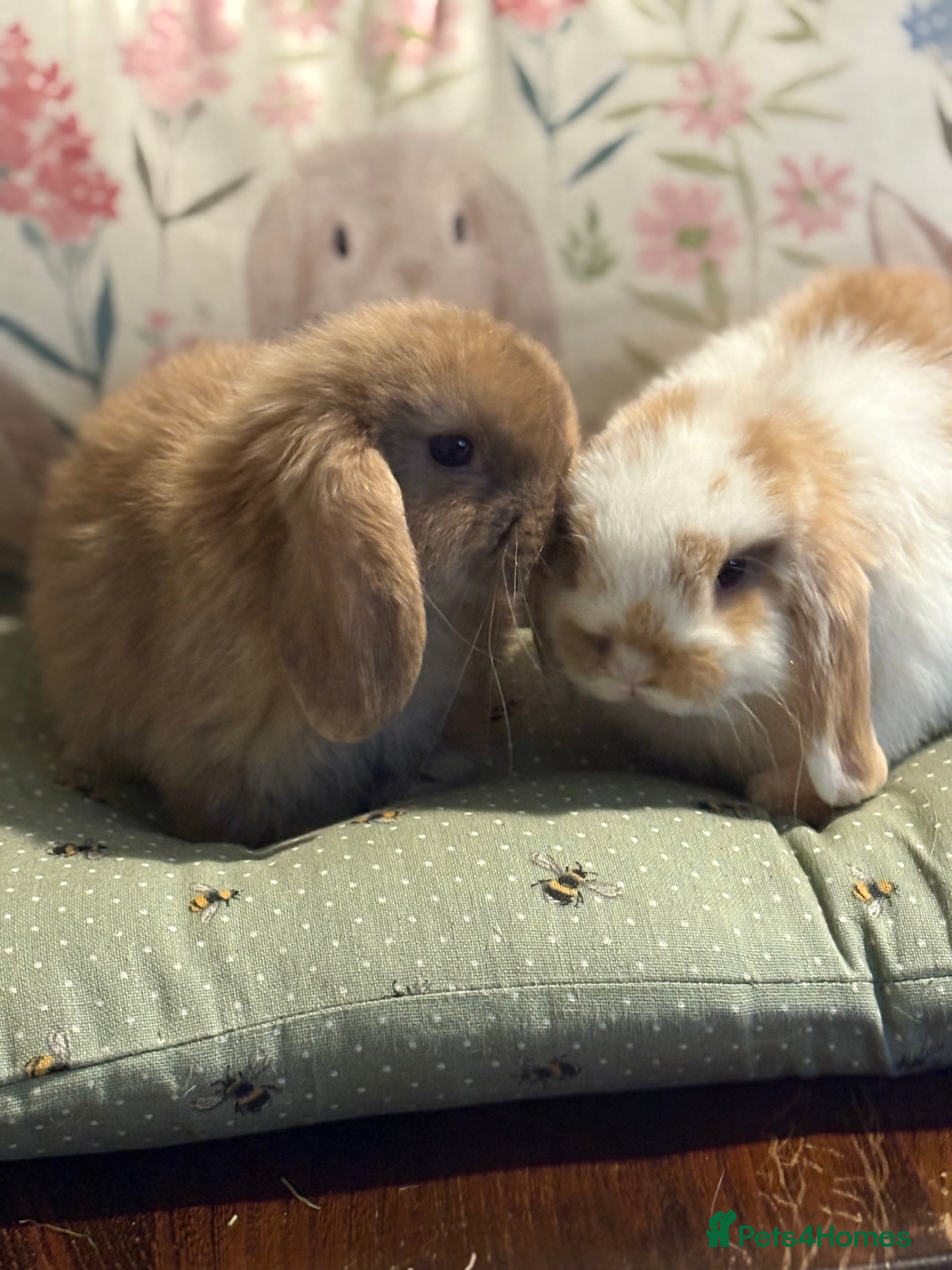 Mini Lop rabbits Raised indoors mini lop and lion lops/vaccinated   - Advert 10